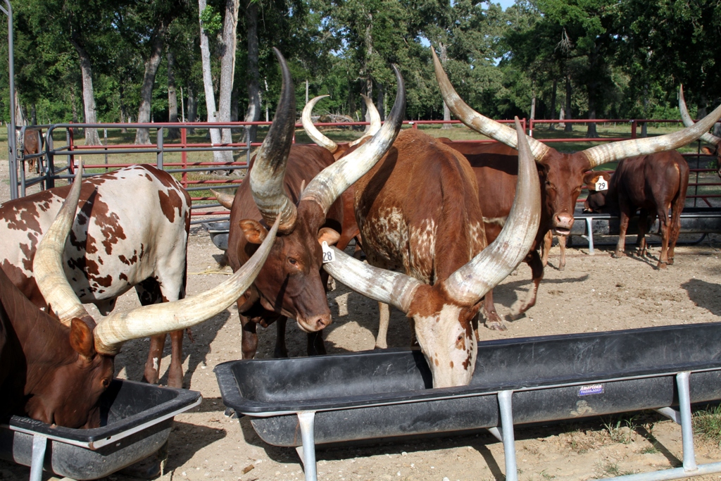A lot of horn. There is a lot of horn is this photo. rlbarn Flickr