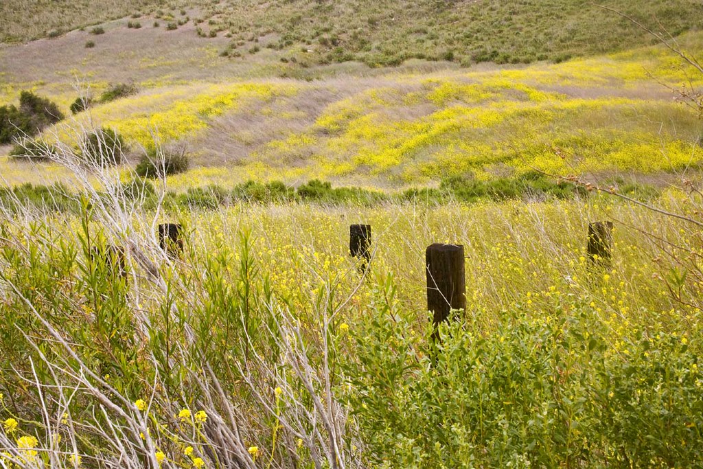 Meadow 1118 Do not use this image without my permission. ©… Flickr