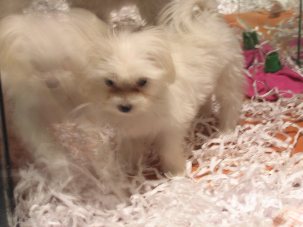 Puppy White Greenwich Village Pet Store White This is a cu… Flickr