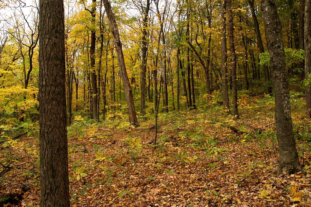 Nerstrand 3 Phil Flickr