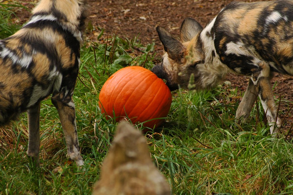 Do Wild Dogs Eat Vegetables