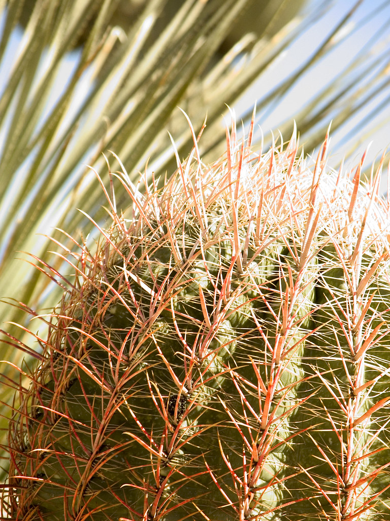 Christmas Cactus Spikes Cactus spikes pzavit Flickr