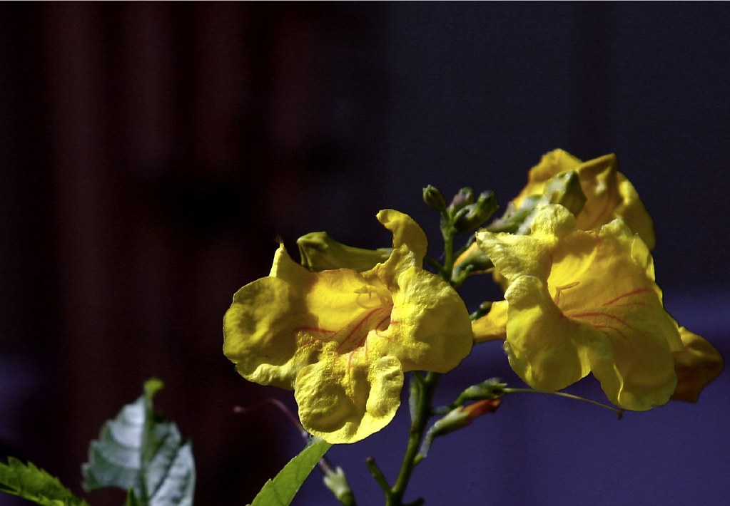 Yellow Flowers Carol Von Canon Flickr