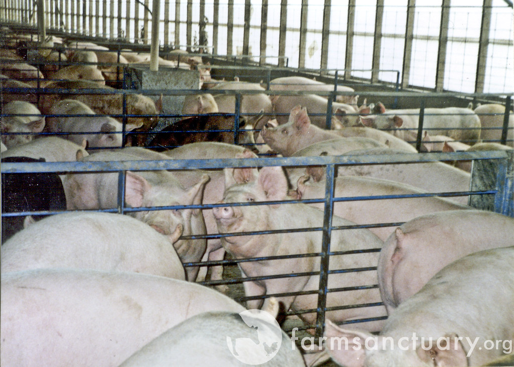 Pigs confined in metal and concrete pens Pigs raised on fa… Flickr