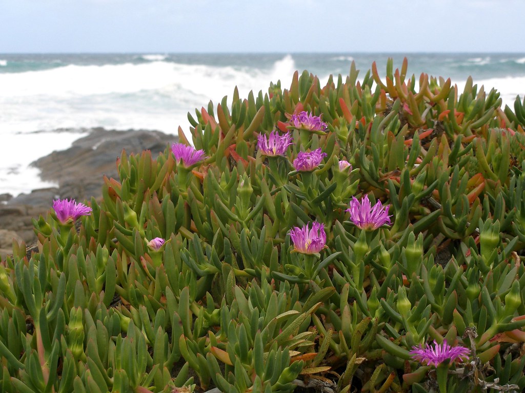 Wild Succulents by the sea These beautiful wild succulents… Flickr