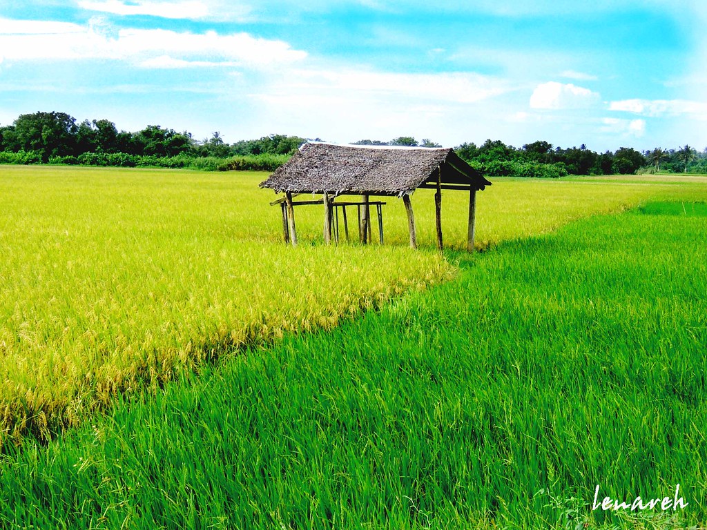 rice field taken at Daet, Camarines Norte, Philippines you… Flickr