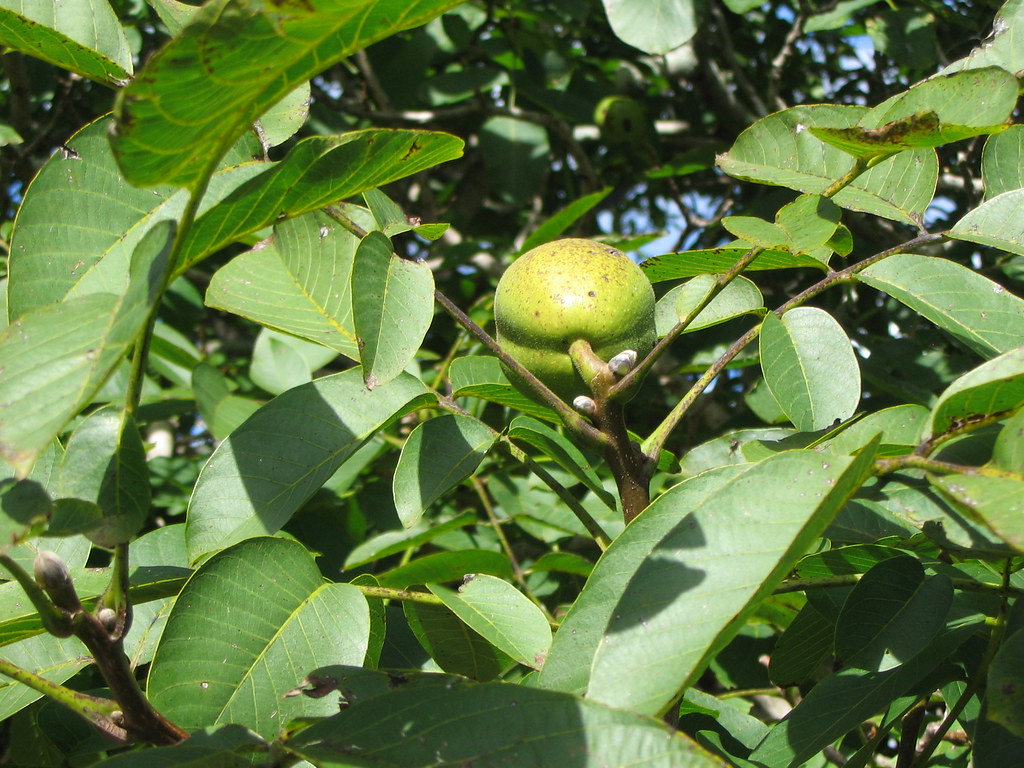 Walnut picking Mt Irvine Look at this beautiful walnut! Flickr