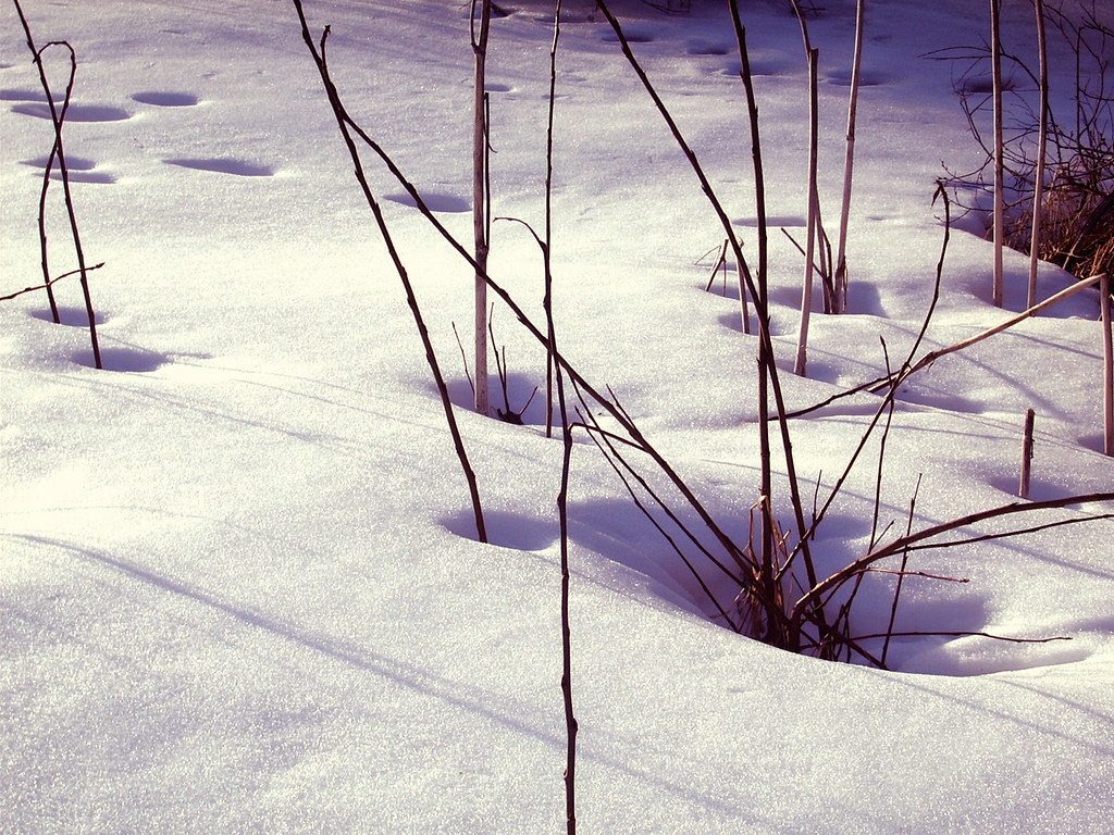Snow sticks Carrot Creek, Alberta {meghan} Flickr