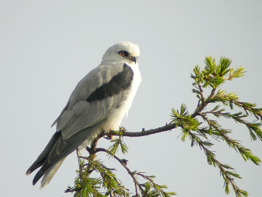 Whitetailed Kite The Whitetailed Kite is a very distinct… Flickr