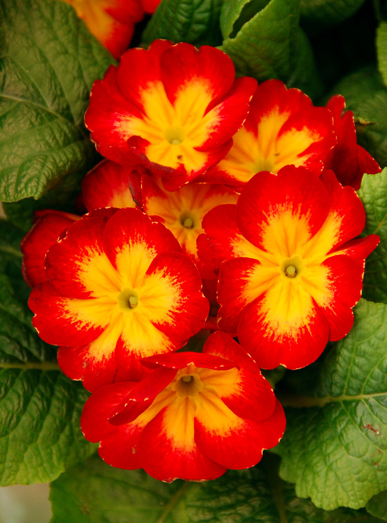 Red Yellow Flowers These little flowers were very vibran… Flickr