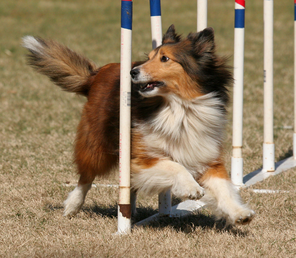 Sheltie agilityfoot Flickr