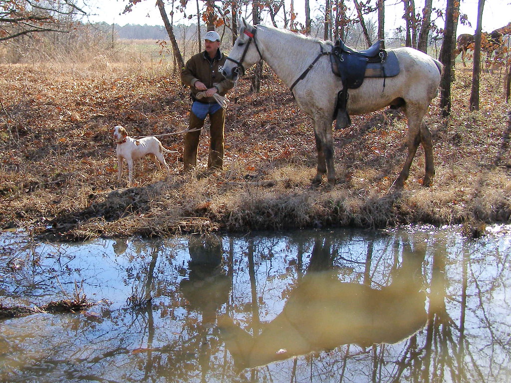 Bird Dog Field Trials Flickr