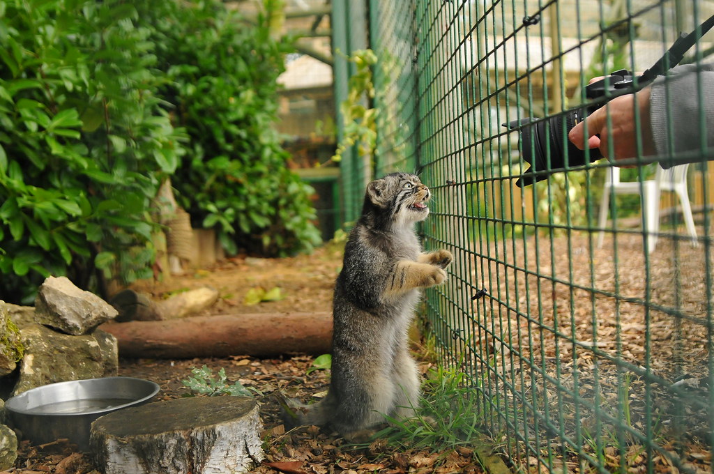 Wildlife Heritage Foundation Cat Sanctuary, Ashford, Kent … Flickr