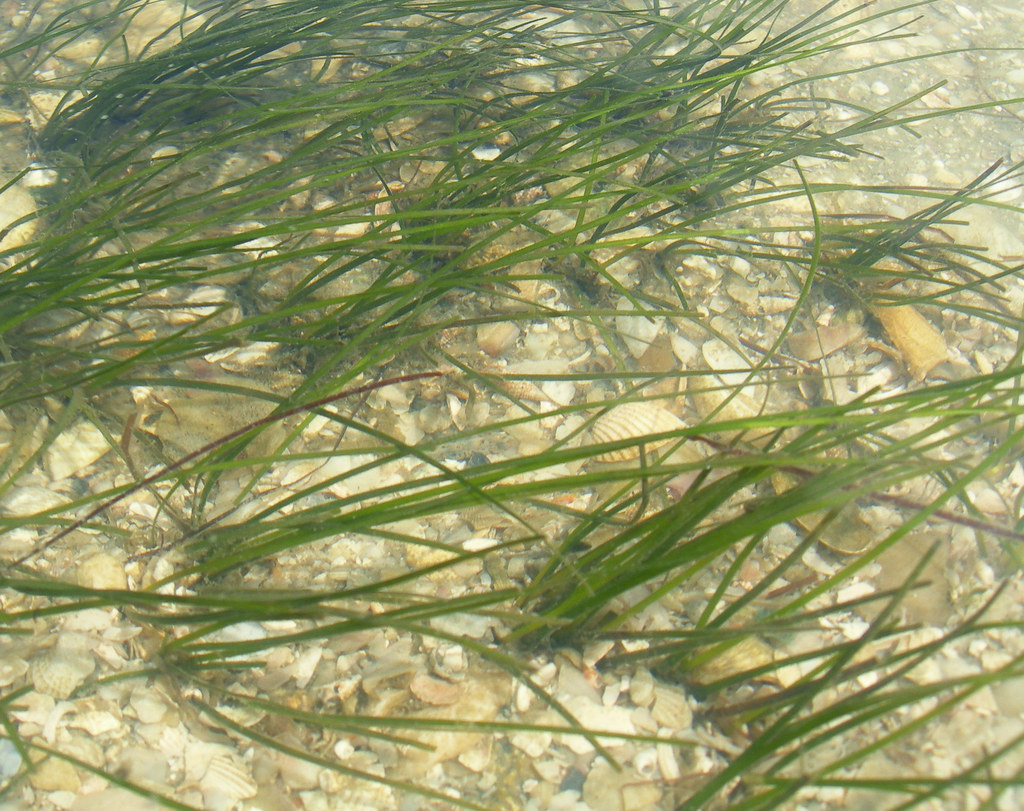 Halodule wrightii More healthy seagrass This is actually t… Flickr