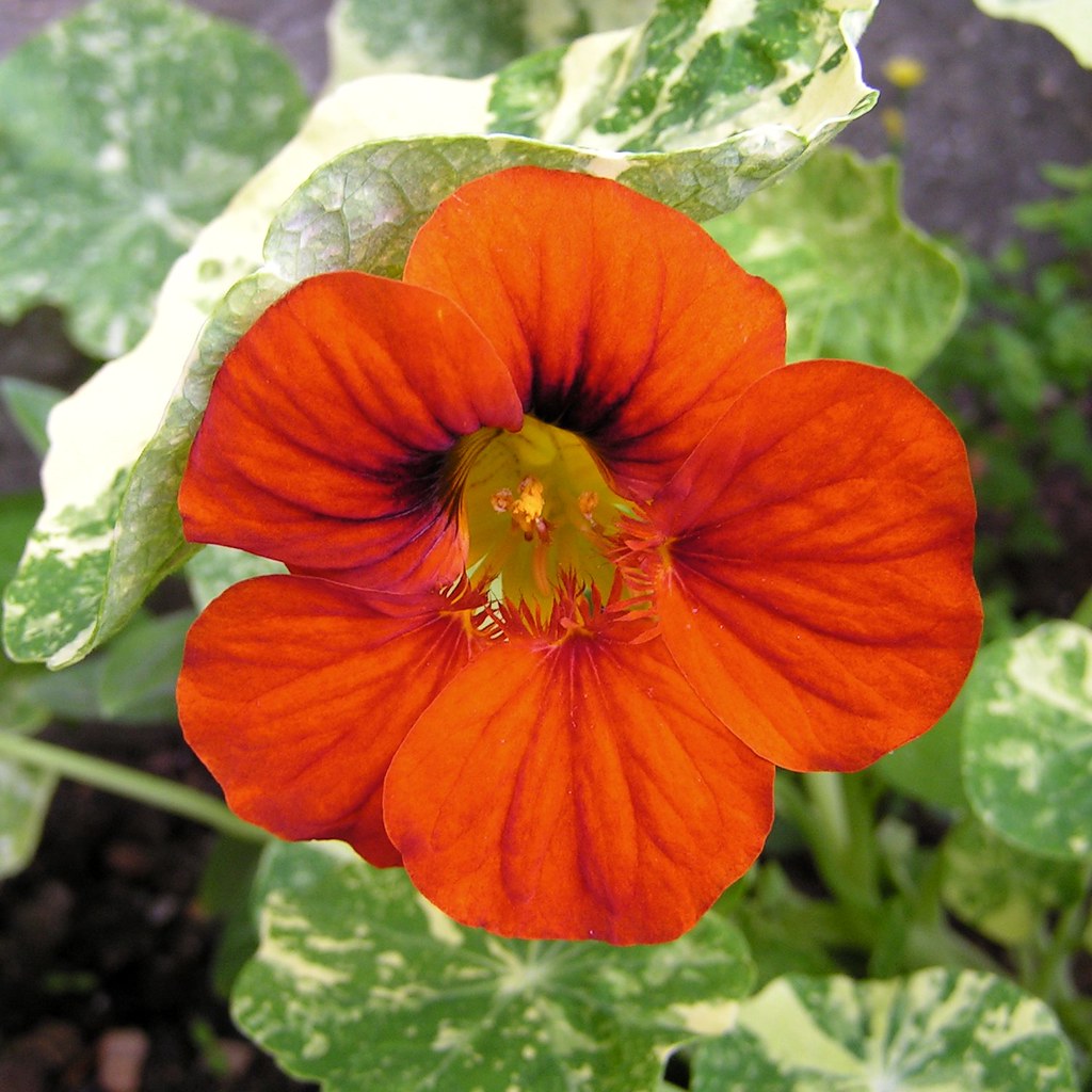 Red Nasturtium Look inside! John Keogh Flickr