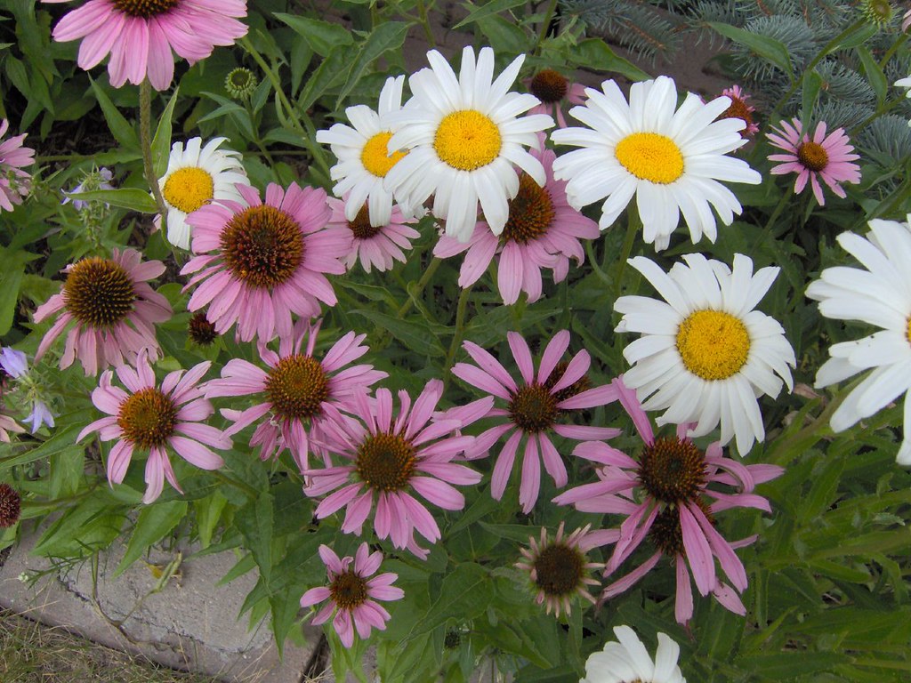 Cone Flower and Shasta Daisy IM000047.JPG Susan Aley Flickr