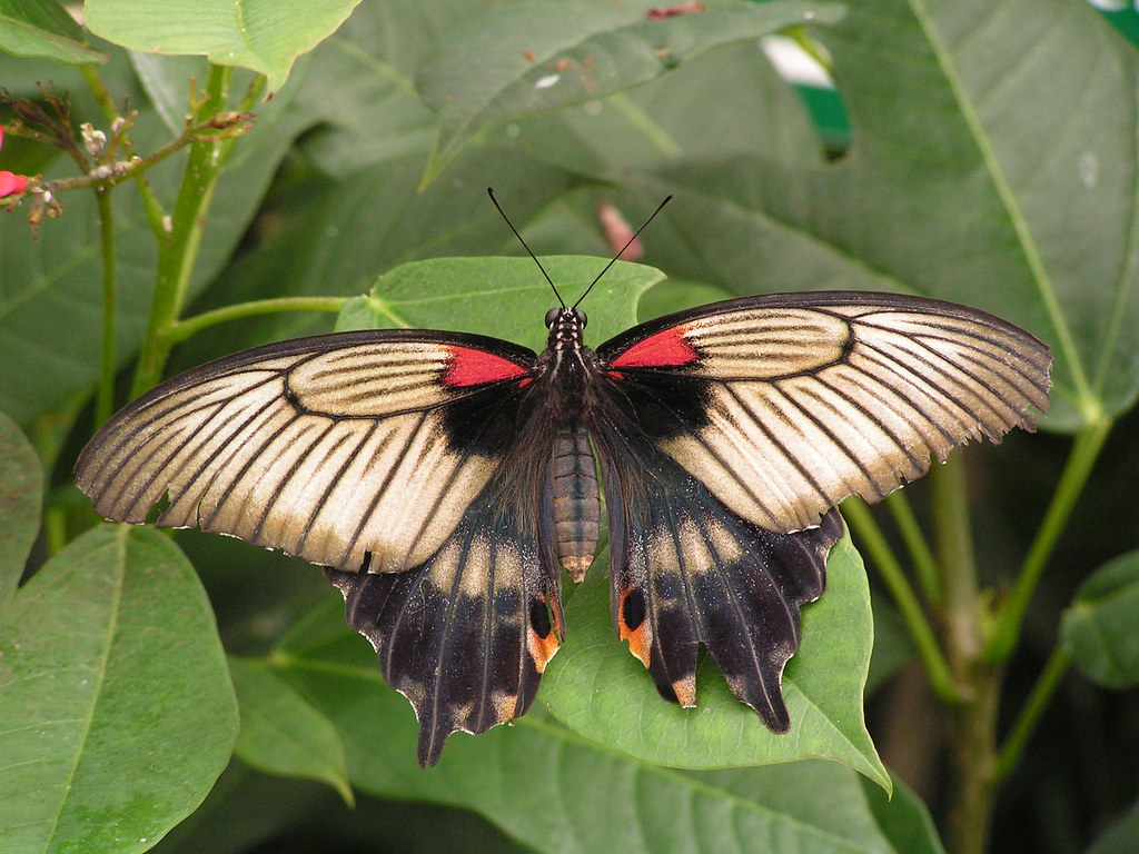Great Mormon Butterfly Butterfly House of Whitehouse, Ohio… Flickr