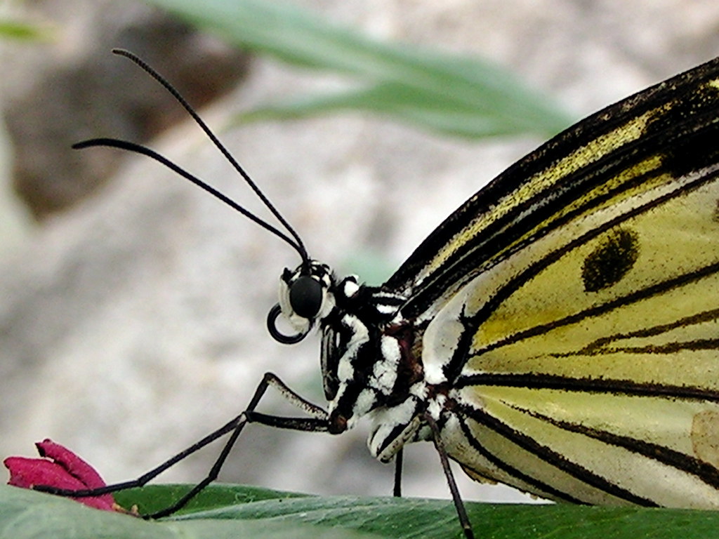 Tree Nymph Butterfly Butterfly House of Whitehouse, Ohio, … kw33 Flickr
