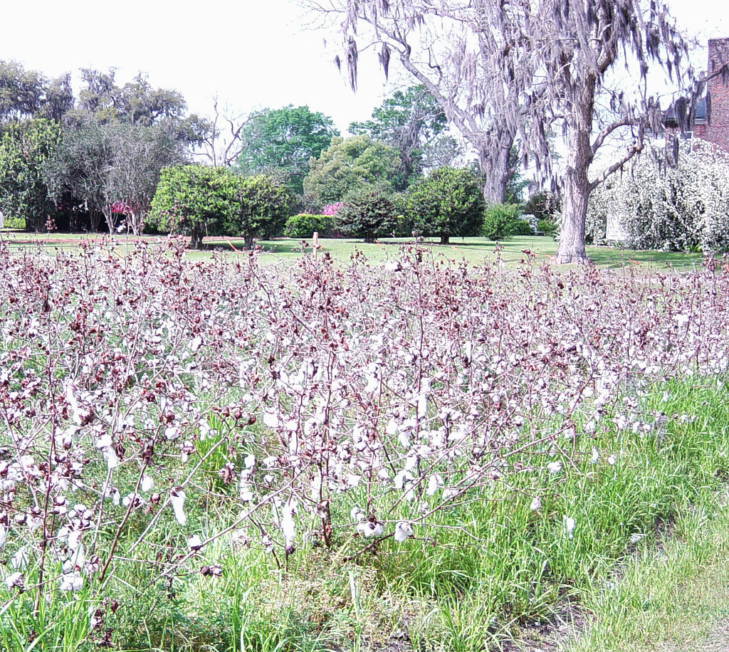 Cotton field on Boone Hall Plantation a photo on Flickriver