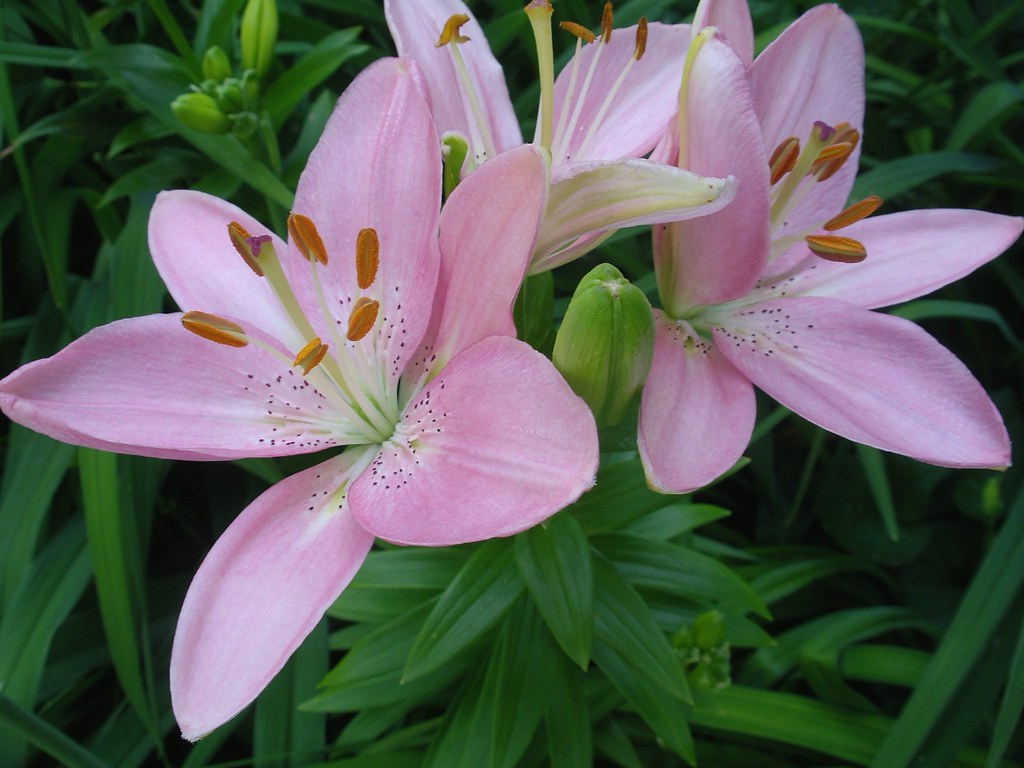 Pink Lilies 291 on Explore, Sept. 4/07 **Mary** Flickr