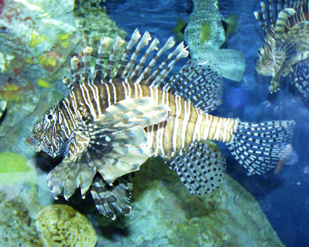 Fish Boston Aquarium, Boston, Massachusetts Frank Flickr