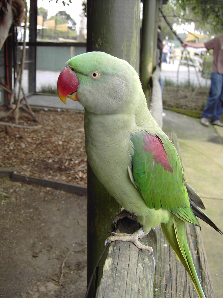 Green Parrot Green parrot at Symbio wildlife park, Stanwel… Flickr