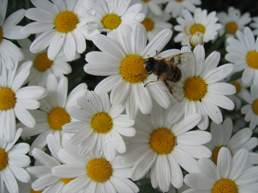 Daisy Used in blog Flickr