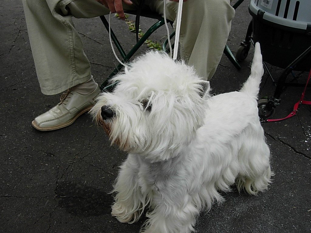 Best Westie in Show John (Miś) Beauchamp Flickr