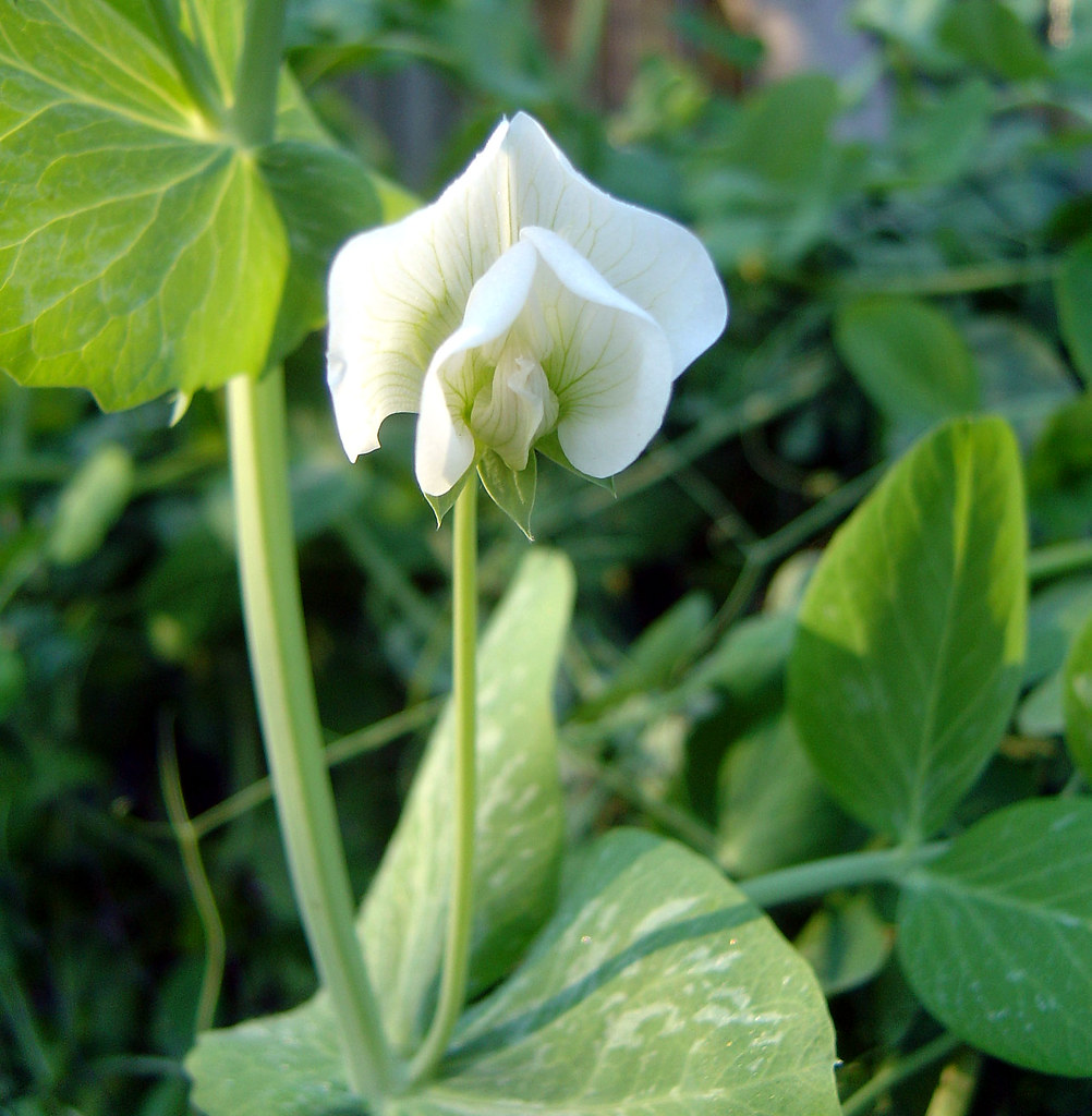 DSC03189 snow pea flower Snow pea flower in my vege gard… Flickr
