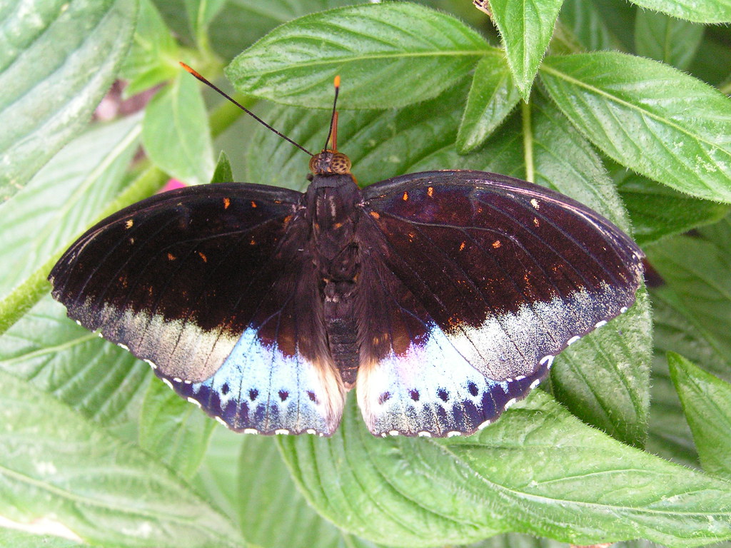 Archduke Butterfly Butterfly House of Whitehouse, Ohio, US… kw33 Flickr