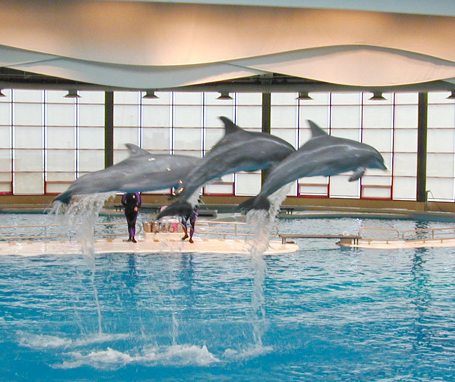Dolphin Show The dolphin show at the National Aquarium in … Flickr