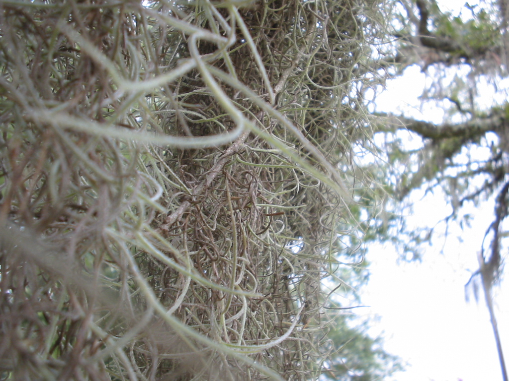 spanish moss Up Close yes real close up of Spanish Moss. t… Flickr
