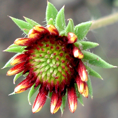 Mexican Paint Brush, Fat Bud Opens The thunderstorm did no… Flickr