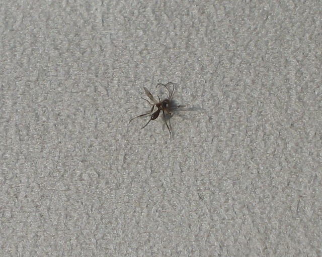 Why Do Dogs Roll On Dead Bugs