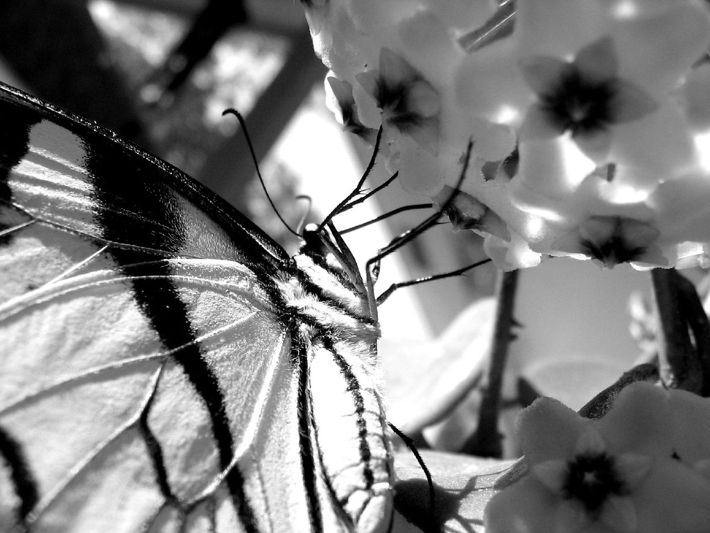 Furry Friend 2 'Furry Friend 2' On Black Mr. Greenjeans Flickr