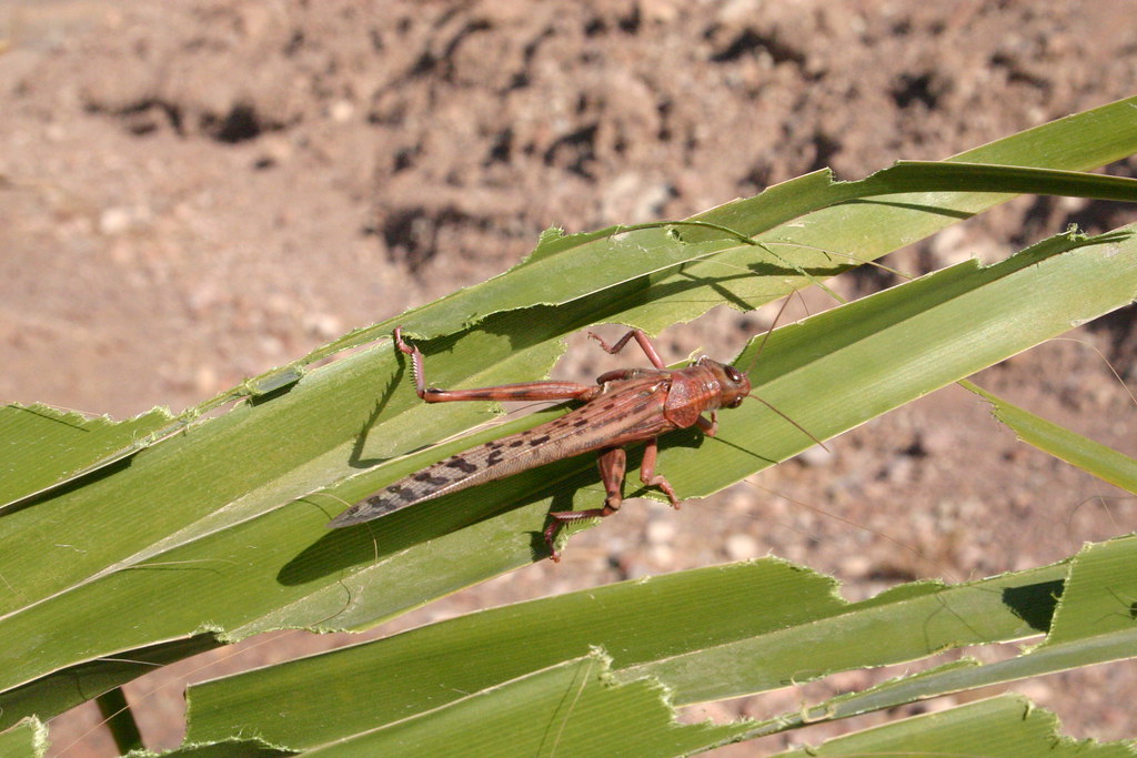 Locust Huge swarms of locust land in Eilat Niv Singer Flickr