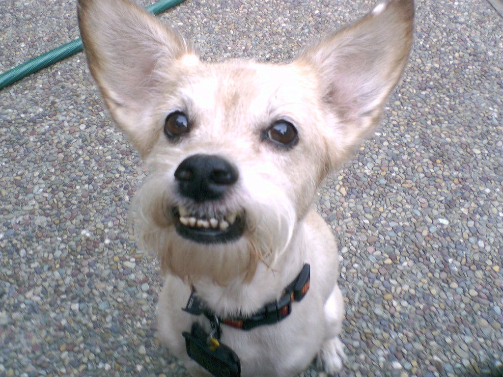 What Does An Underbite Look Like On A Dog