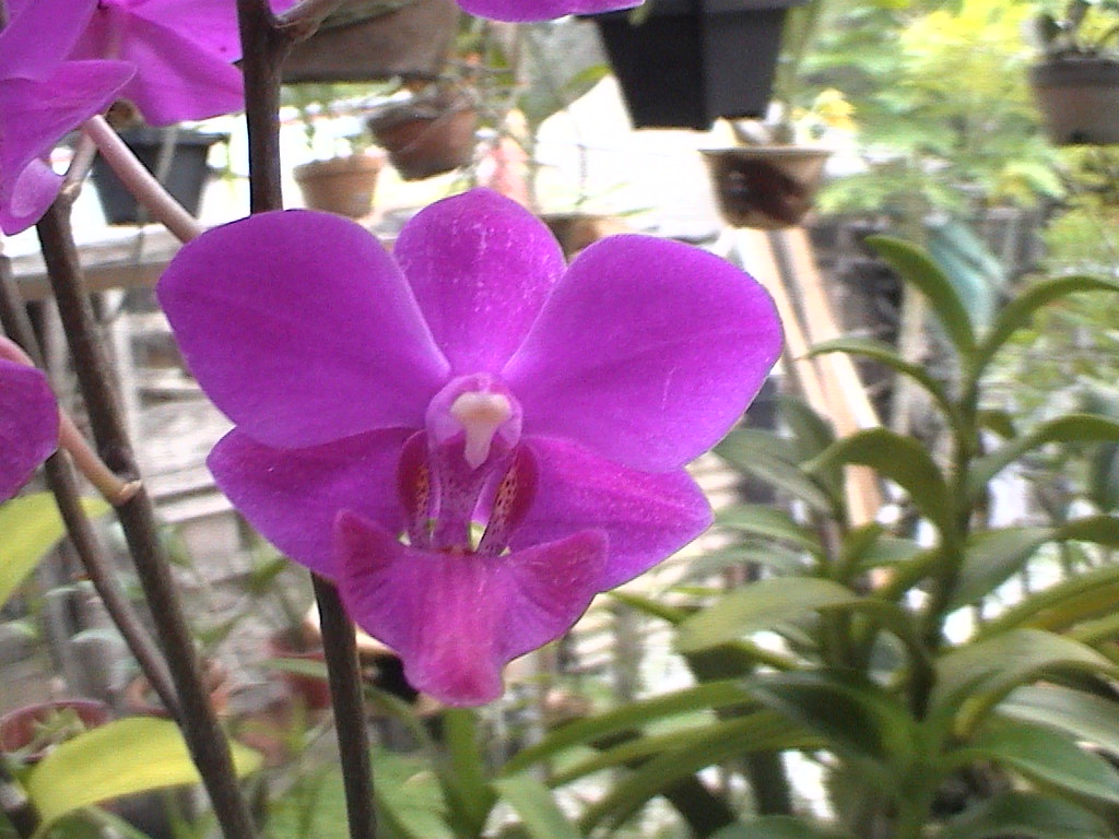 DVC01174 Doritis, closeup dendro dendro Flickr