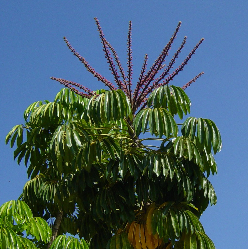 Umbrella plant, aka octopus tree Another Southern Californ… Flickr