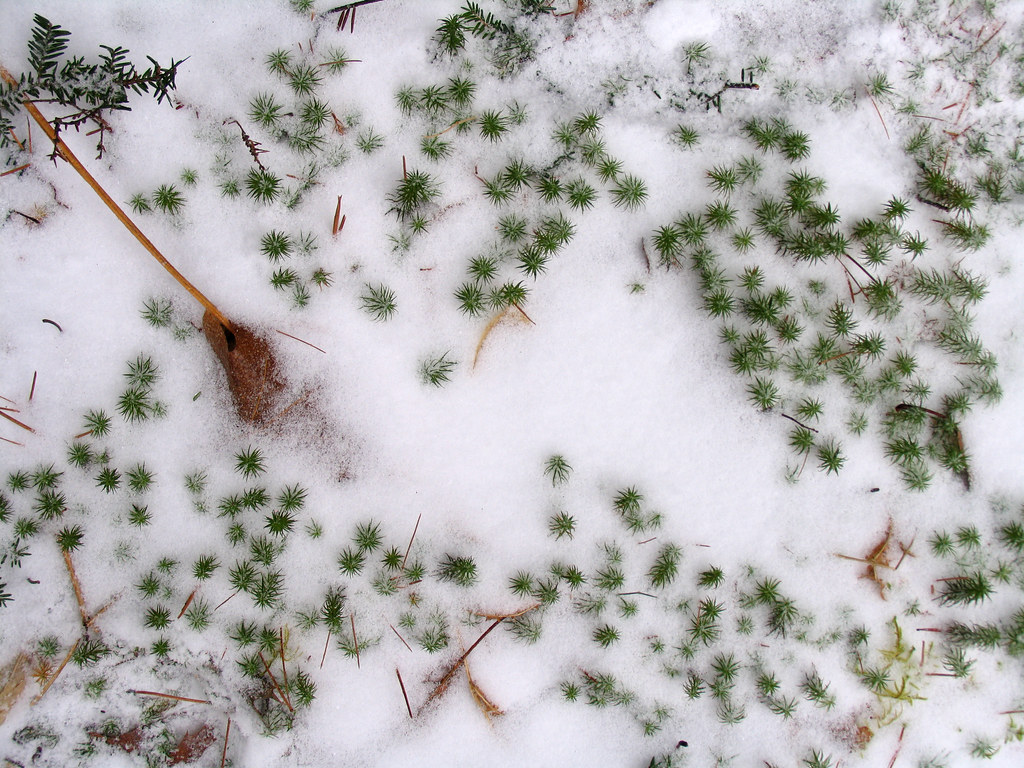 Forest floor in winter a photo on Flickriver