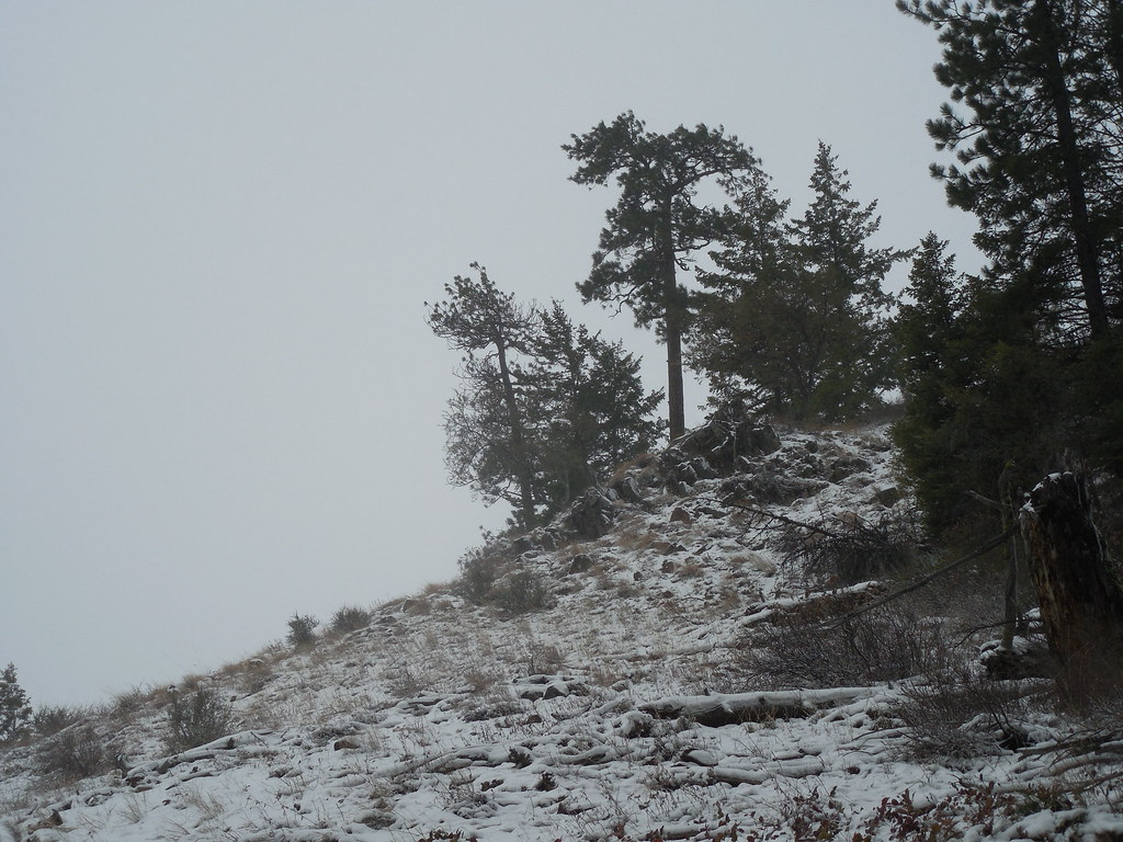 Douglas Fir Vs Ponderosa Pine / Pine is a big family with many