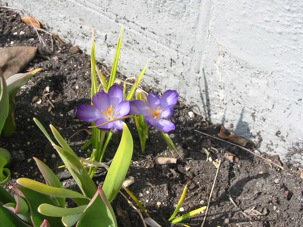 Crocuses, Tulips, and Daffodils noricum Flickr