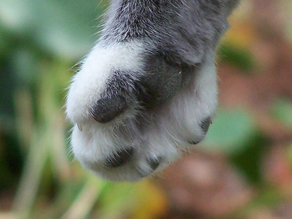 Koala paw. moose477 Flickr