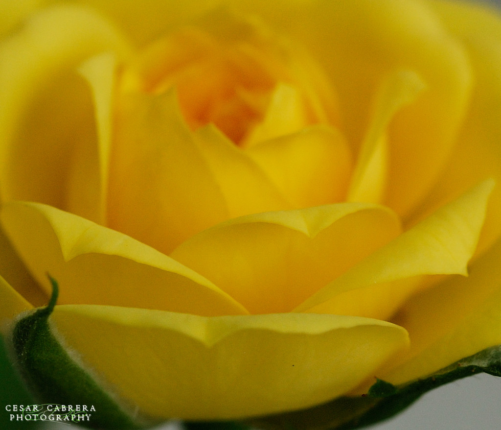 Dreaming in Yellow This is another miniature rose... It is… Flickr