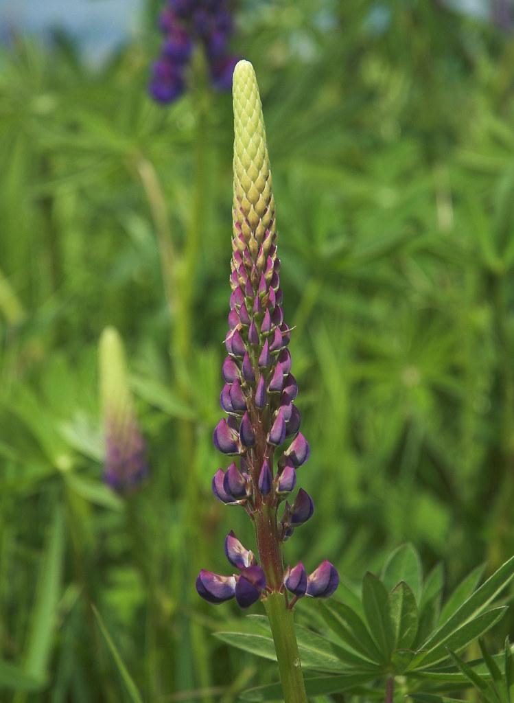 flower Jochen Frey Flickr