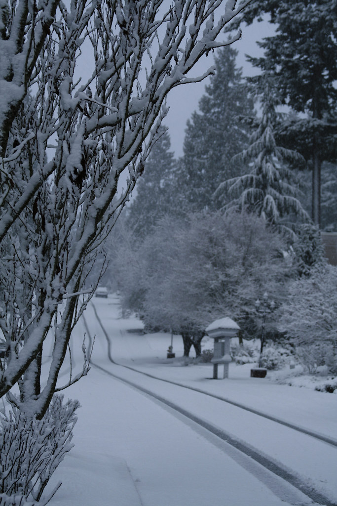 Snow_in_Redmond004 I thought I had shot these in RAW, but… Flickr