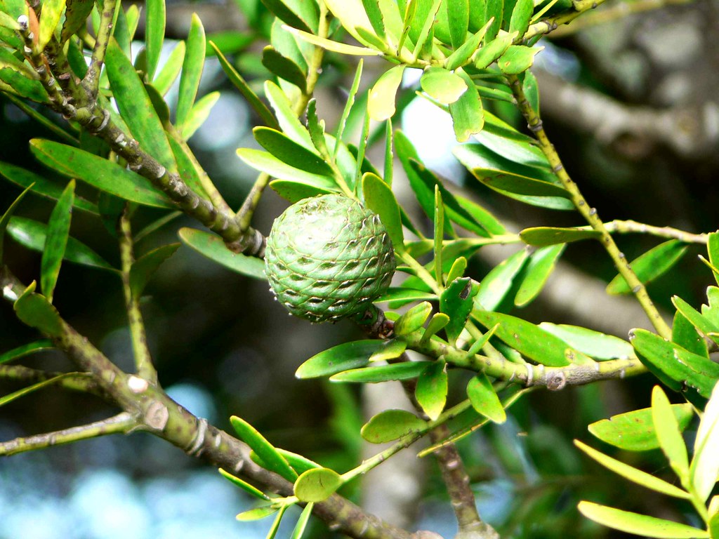 Kauri seed The genus Agathis, commonly known as kauri or d… Flickr