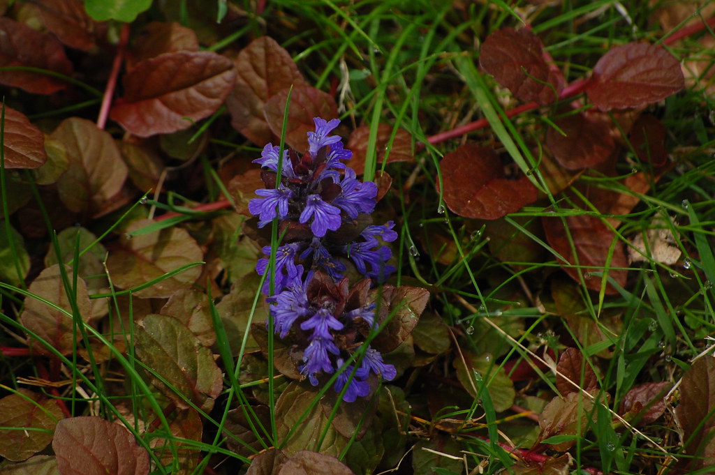lillies of the field wildflowers and weeds can be beautifu… Mark