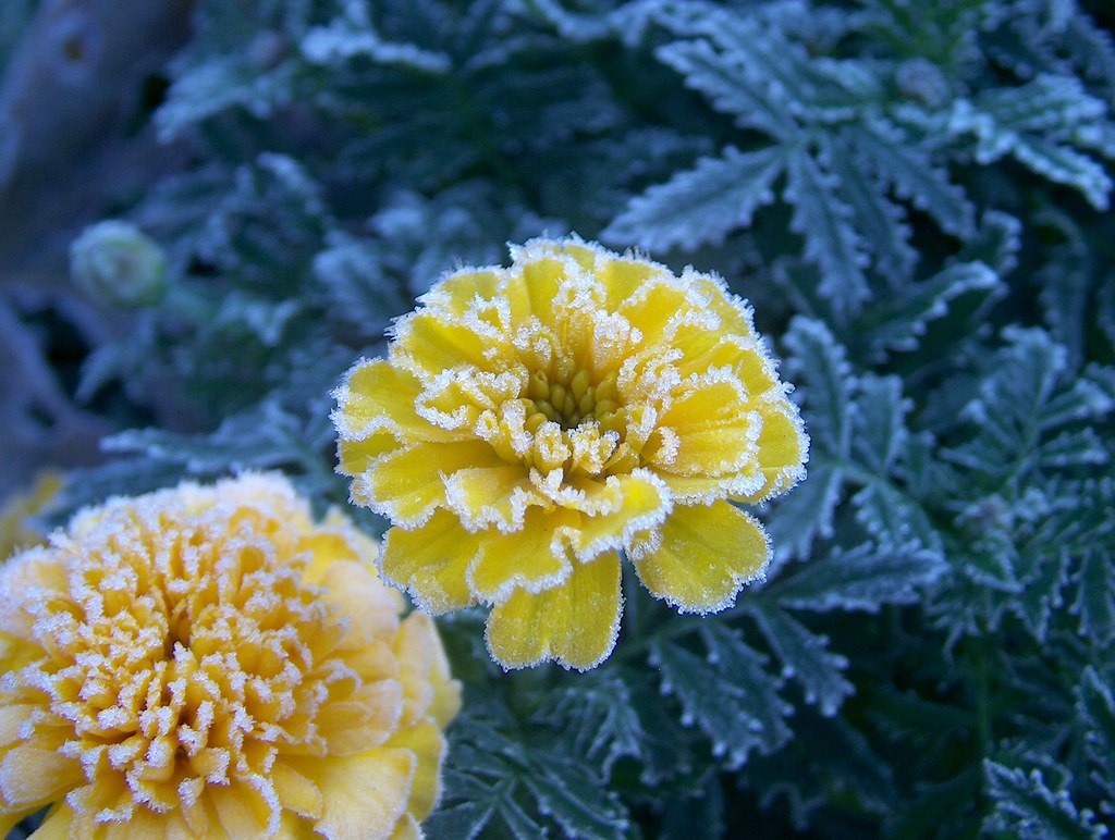 Marigolds with frost Marigolds after the first frost of th… touron
