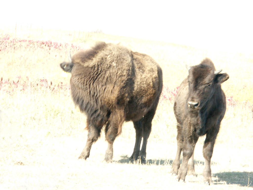 Bison Konza Prairie Manhattan KS 2007 pict0034.E2… zadalew